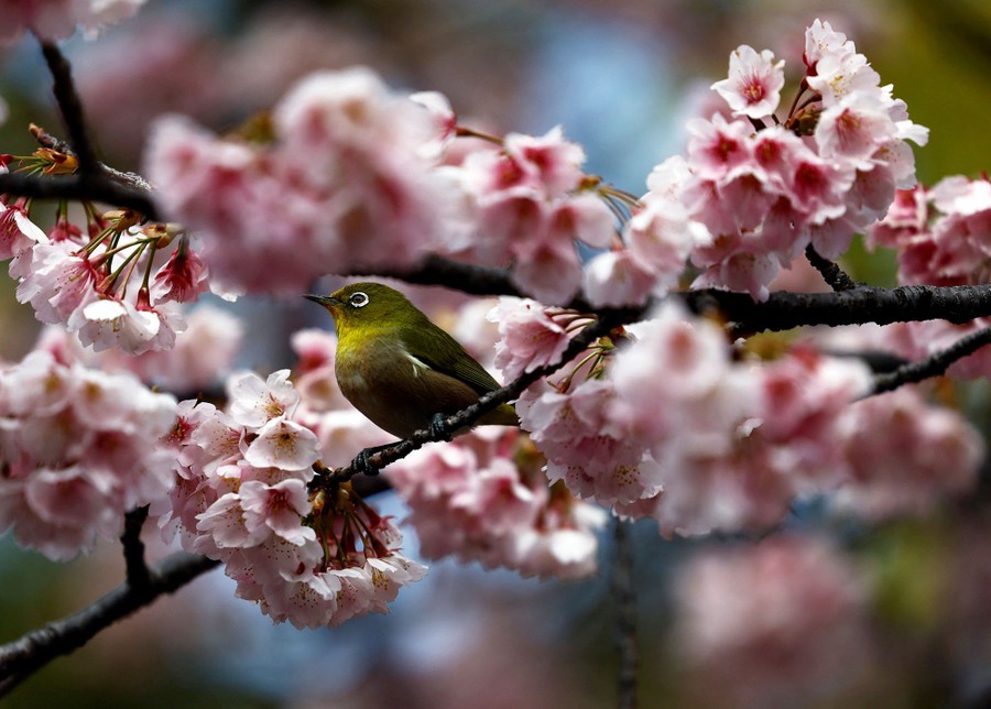 A small bird perches on a flowering tree branch.