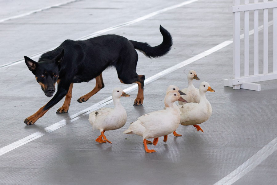 A dog herds a group of five ducks during a competition.
