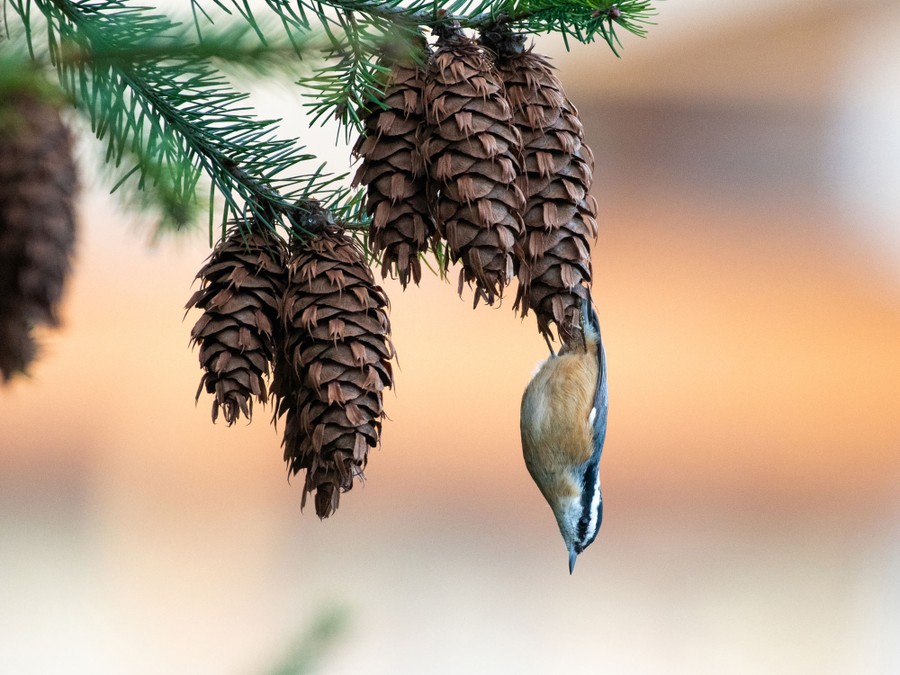 A nuthatch hangs upside down while foraging among pine cones.