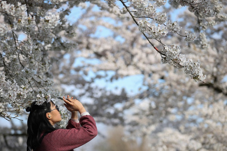 A woman photographs cherry blossom trees.