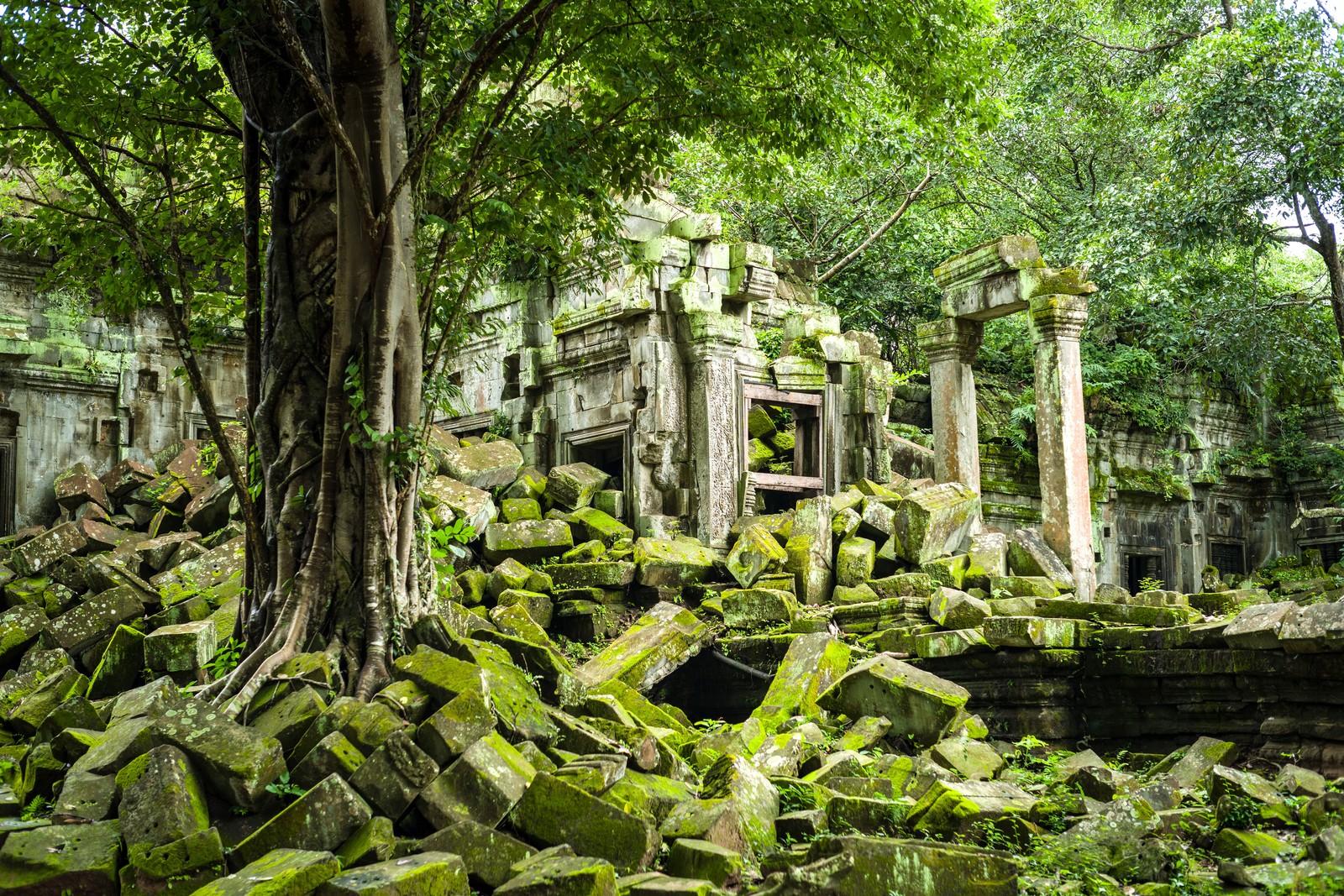 Trees grow in a collapsed section of an ancient temple in Cambodia.