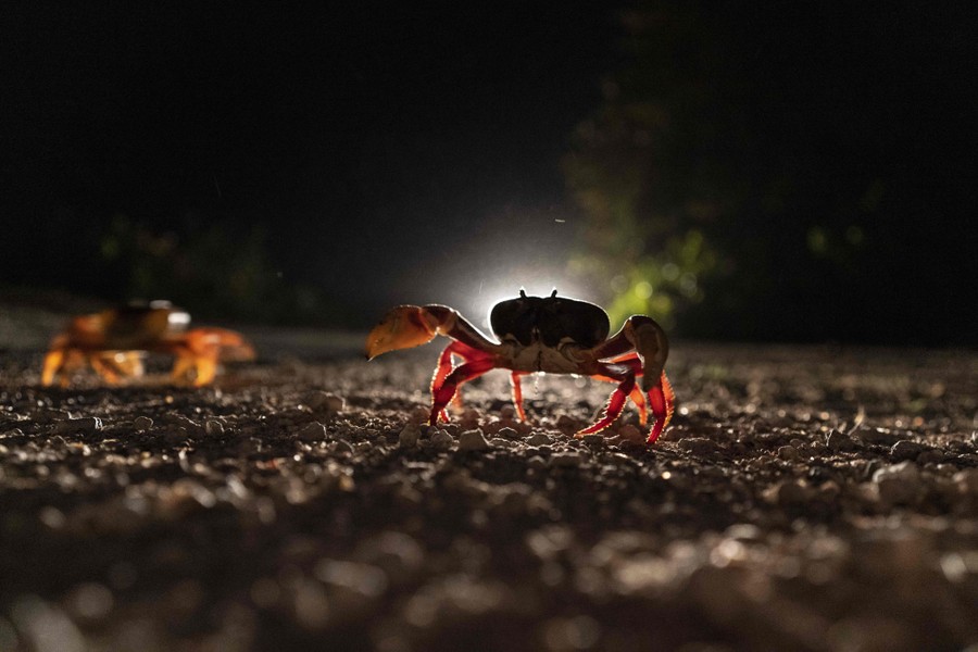 Two crabs cross a road at night.