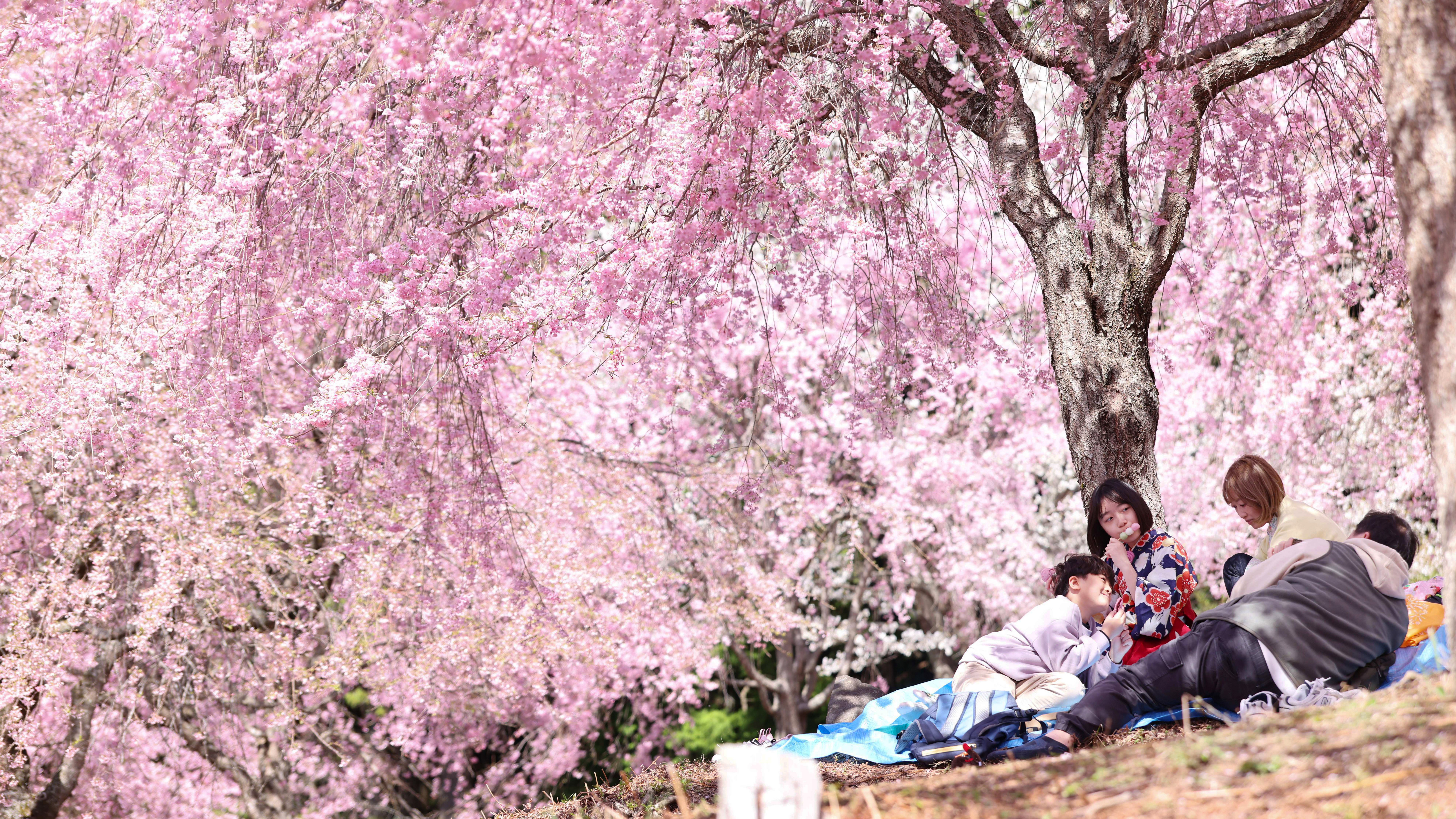 Photos: Out Among the Cherry Blossoms