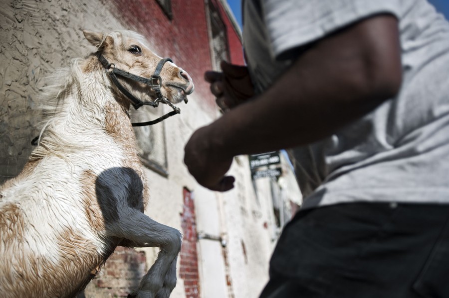 Stephfon Darnell Tolbert, 31, teases his pony stallion Harlem and makes him rear up on Wednesday, October 2, 2013. The pony is known for being aggressive when someone gets too close. 