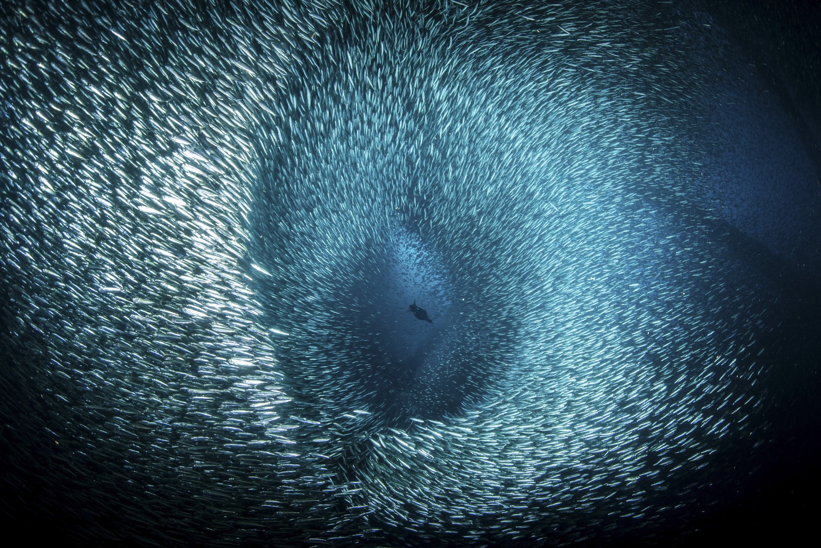 A cormorant dives into a ball of baitfish.