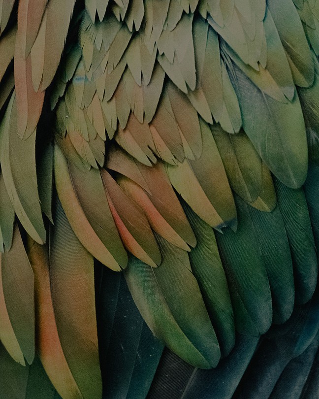 An up close photo of a feather
