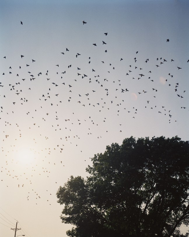 A flock of birds flying above a tree with the sun in the background, in golden hour