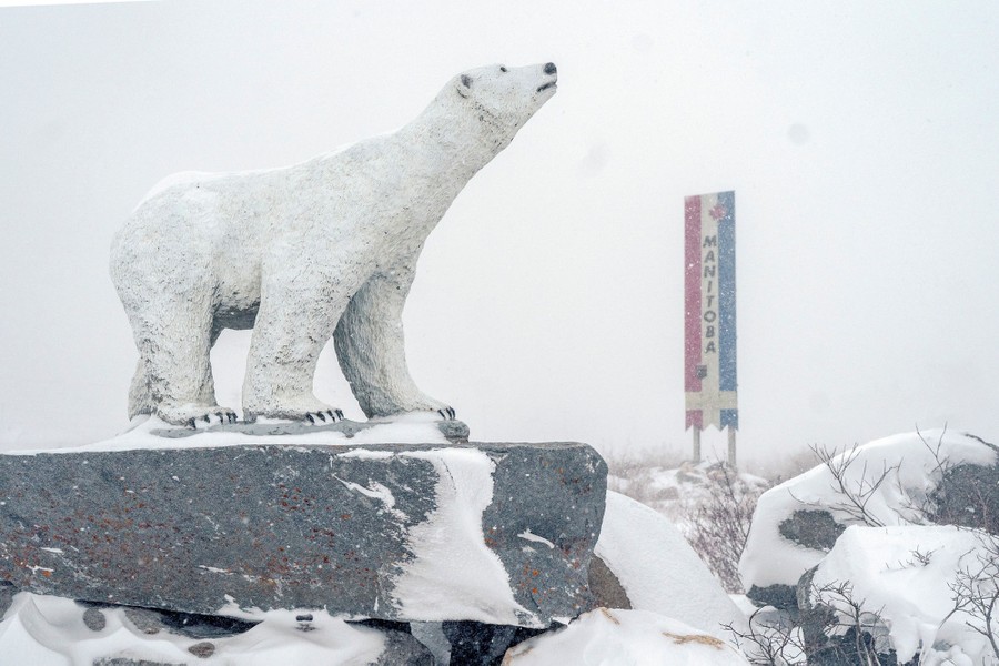 A polar-bear statue stands on a large rock, with a sign behind it reading "Manitoba"
