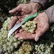 A worker holds grapes and a knife in his hands at a vineyard.