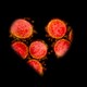 A cut out of a heart, with a pattern of the coronavirus visible behind it