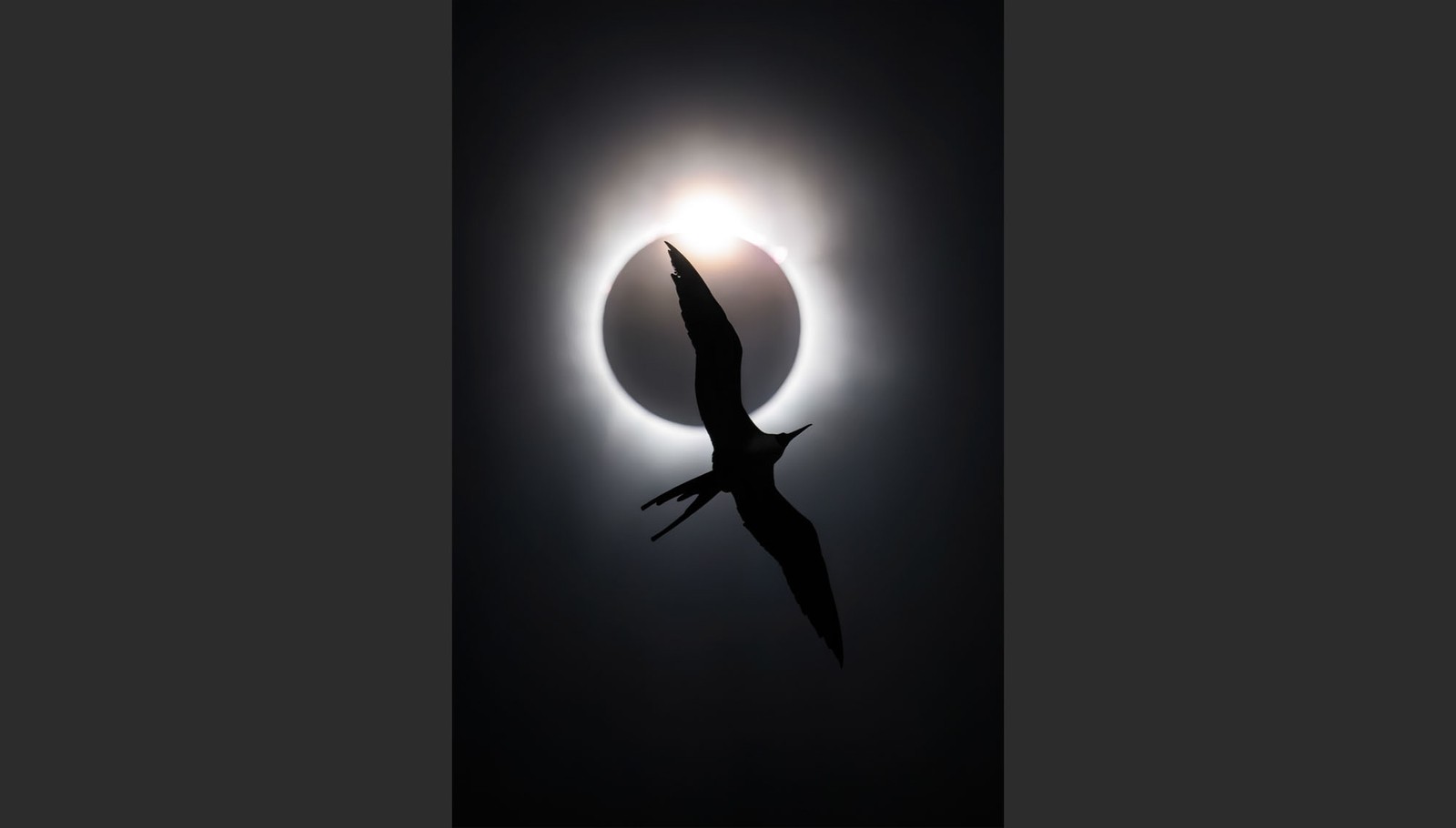 A bird, seen in silhouette, flying overhead, with a solar eclipse taking place directly above it.