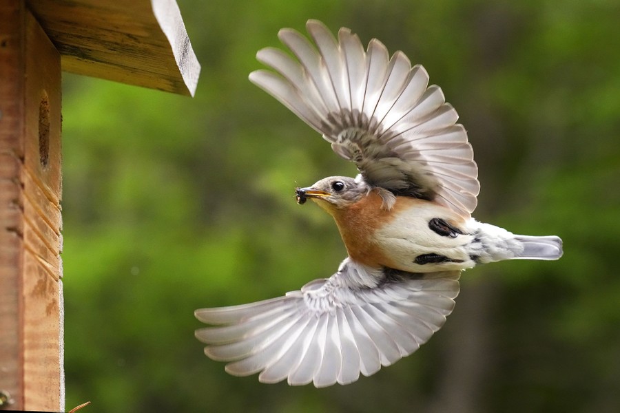 A bird flies to its nesting box with an insect in its beak.