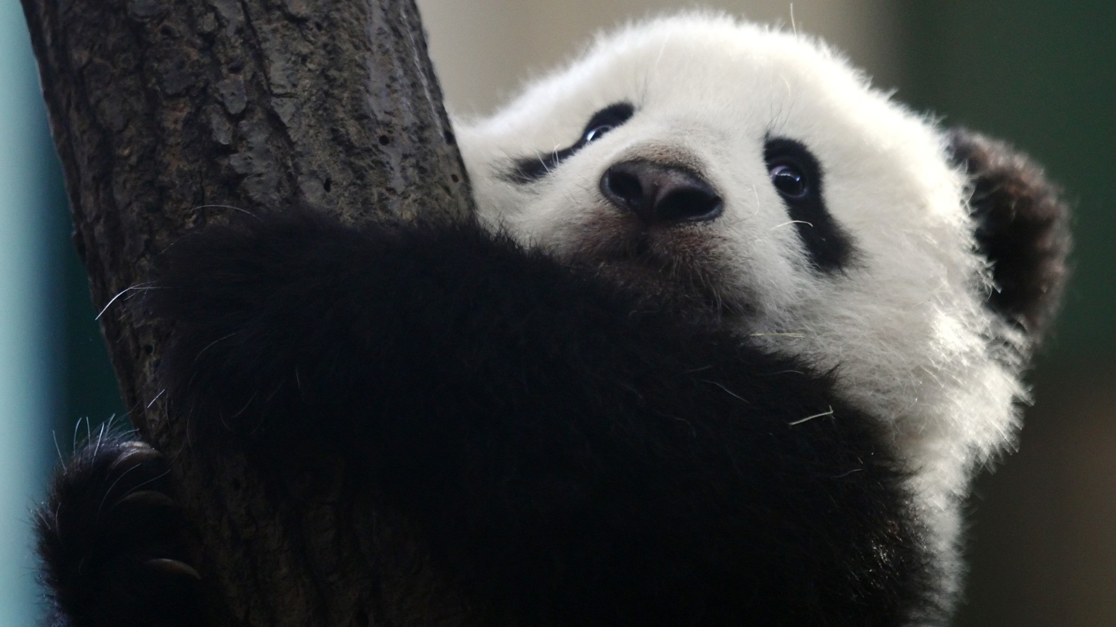 Becoming a father changed Panda's life