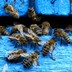 Bees on a blue fence