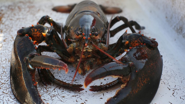 A lobster
