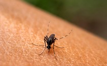 a close-up of a black mosquito with white stripes on human skin