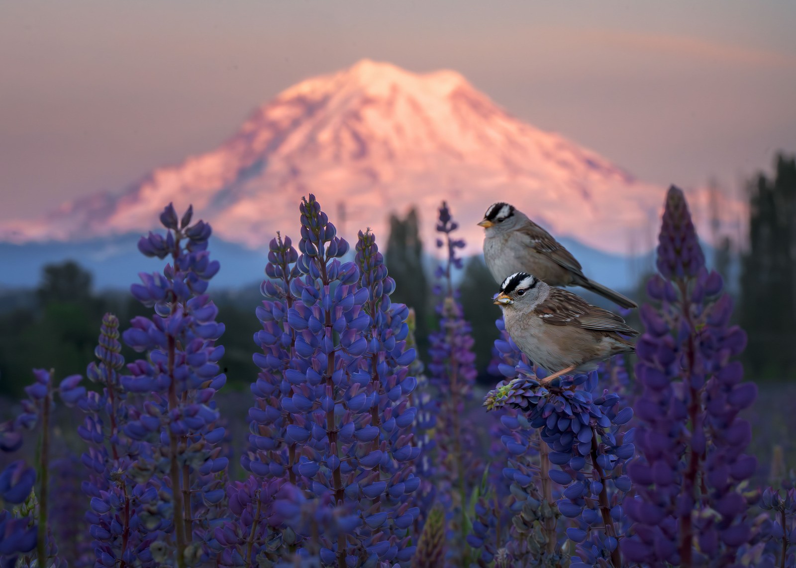 Two white-crowned sparrows perch on blooming purple lupine flowers in front of a snow-capped mountain lit pink by the setting sun.