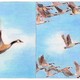 A color illustration of a single goose next to an illustration of a gaggle of geese