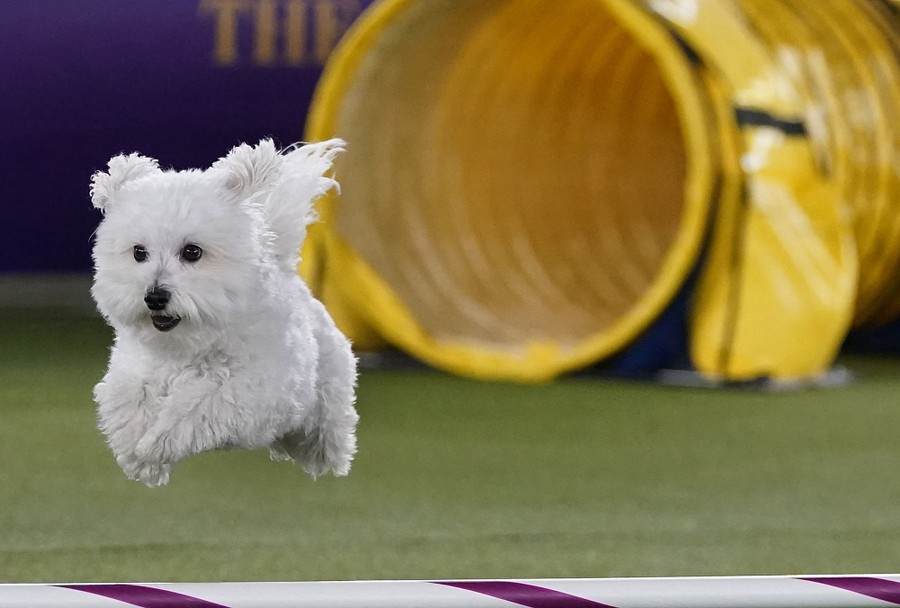A small dog jumps over an obstacle on a course.