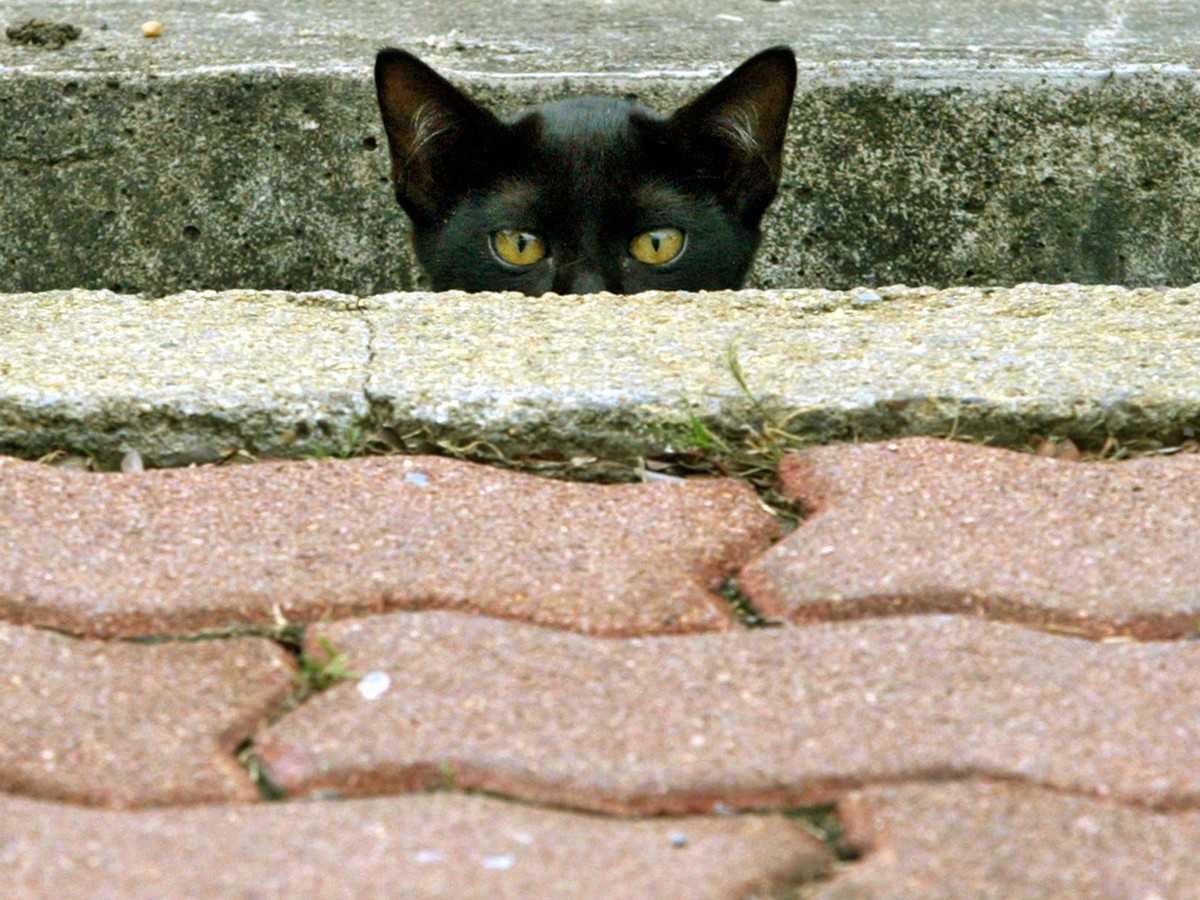 How To Stop A Bird Murdering Cat