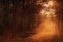 A path through trees illuminated by the sun