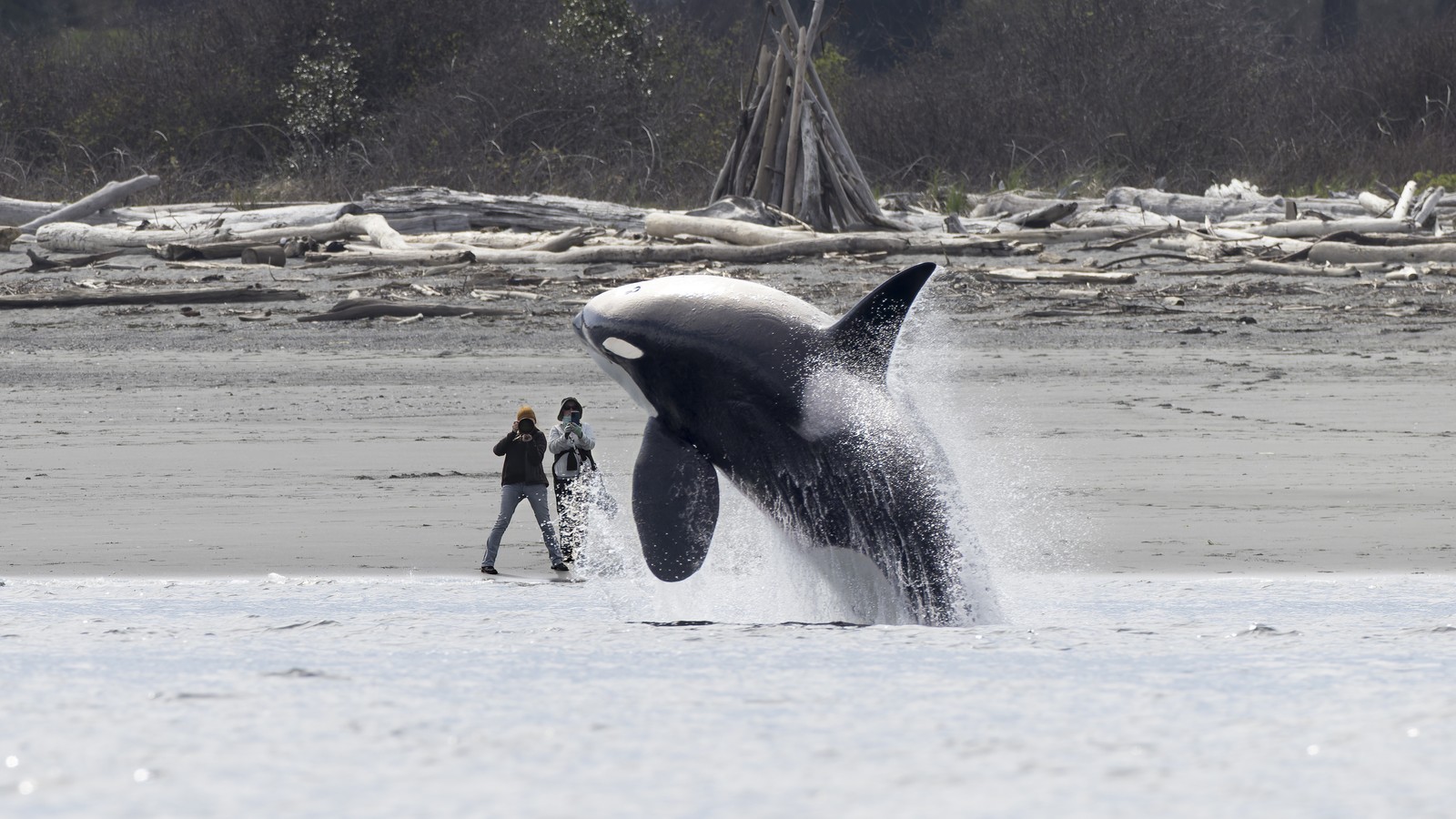 An orca breaches near a beach in Puget Sound, as people photograph it from shore.