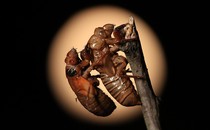 A cicada nymph clings to the empty shell of a previously molted cicada