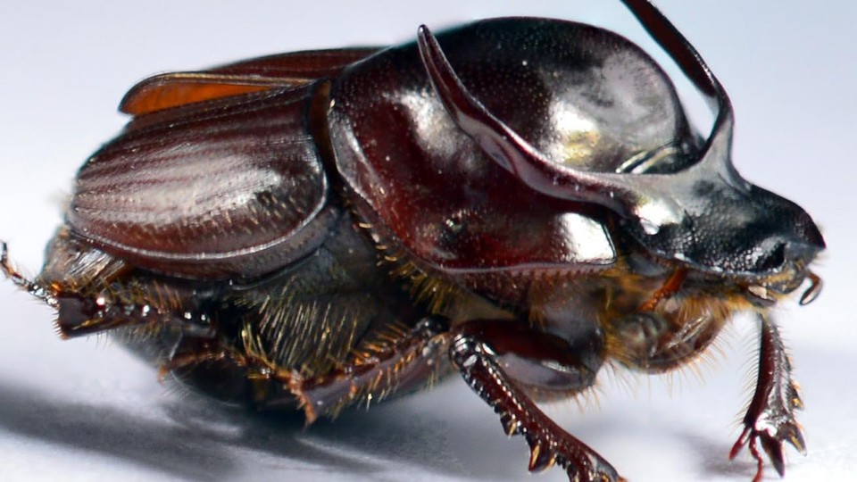 A taurus scarab