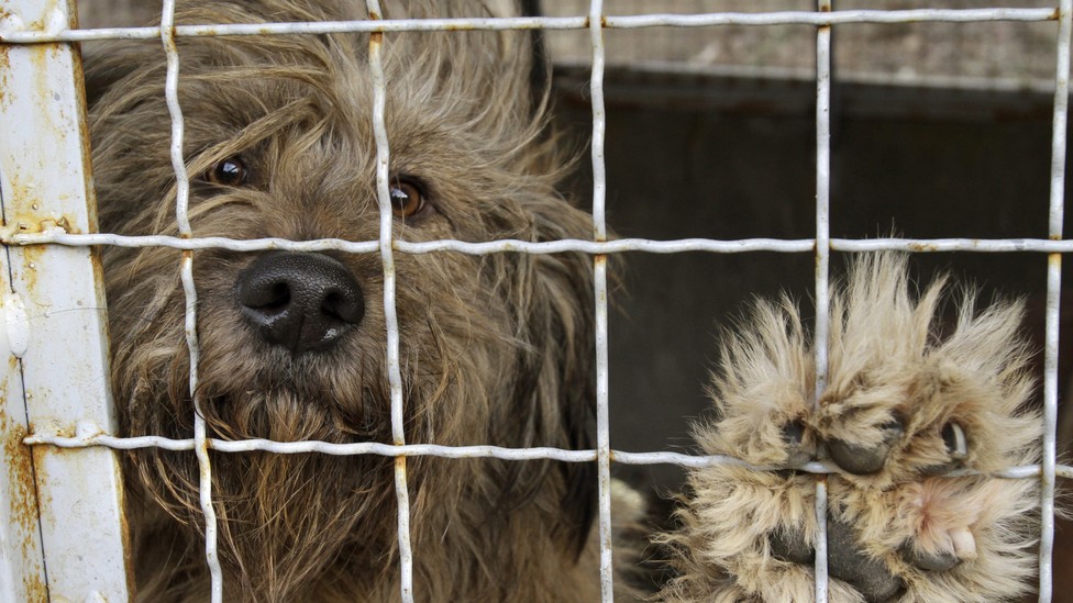 A dog stares out from its cage.