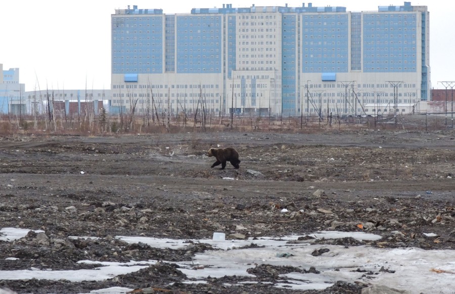 A bear walks across rocky ground, with a large building in the background.