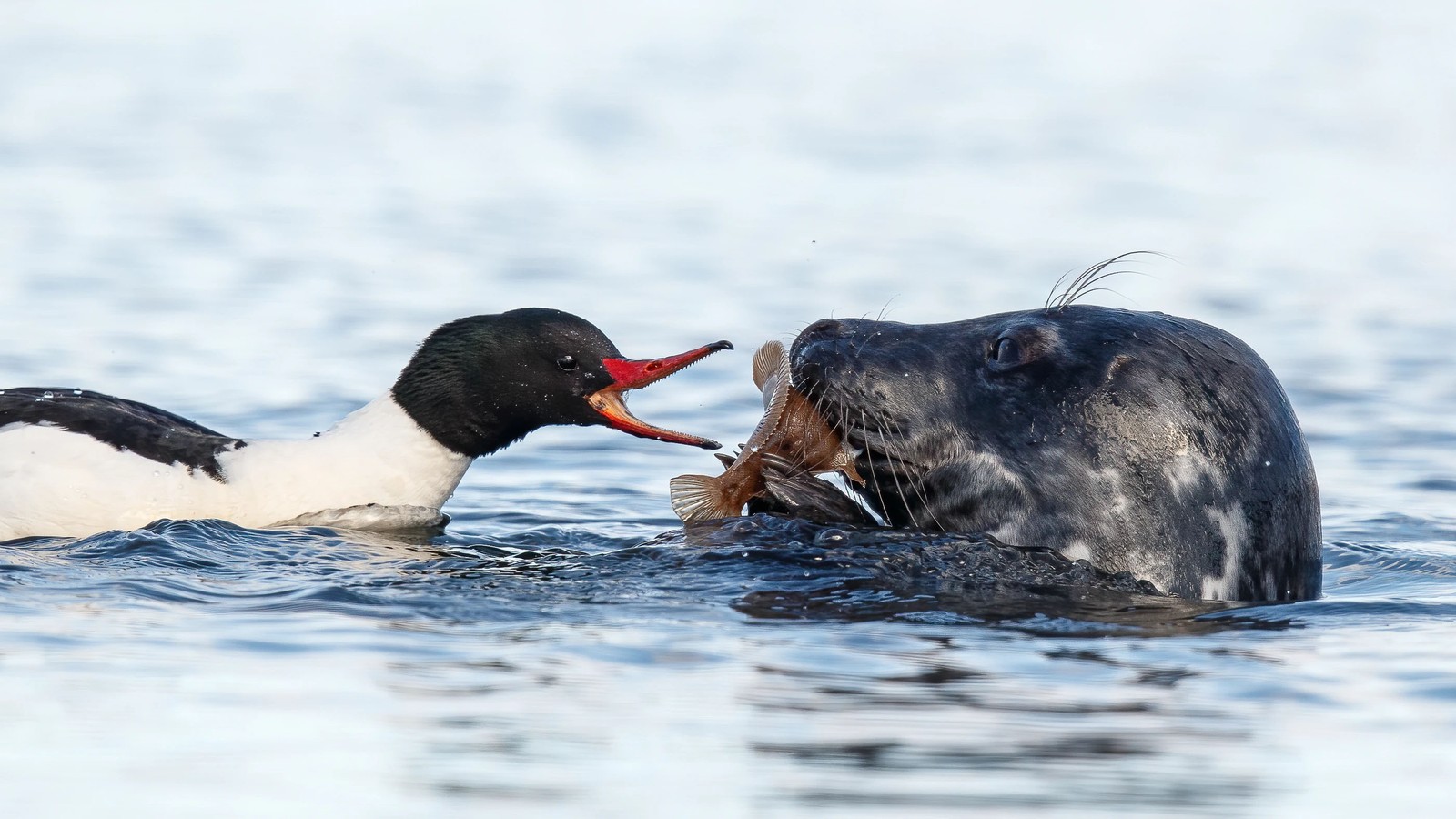A white duck with a black head and its bill open wide faces and nearly touches a seal with its head popped out of the water. The seal holds a fish in its flippers and mouth, staring back at the bird.