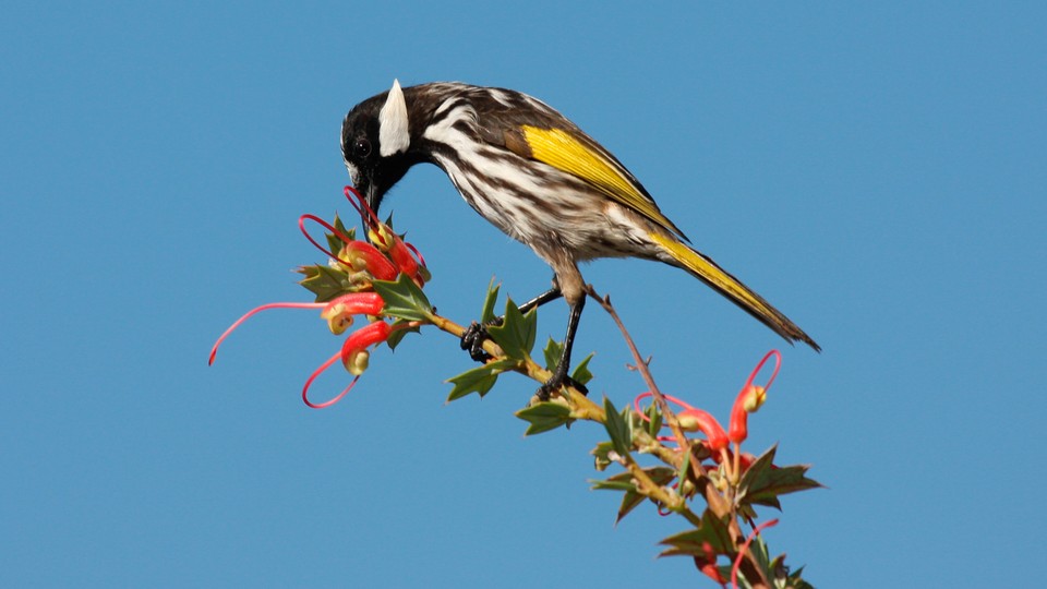 A white-cheeked honeyeater feeding on pink Grevillea flowers