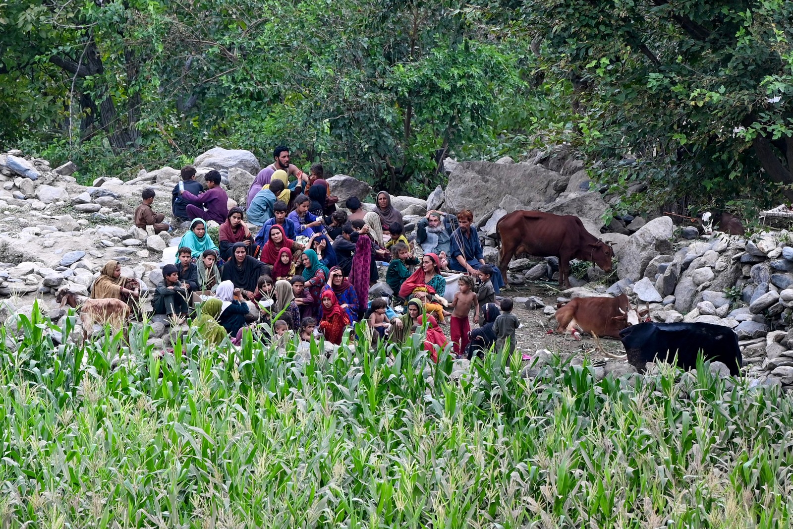 Several dozen Afghan villagers sit together outside, alongside a farm field and a few cows.