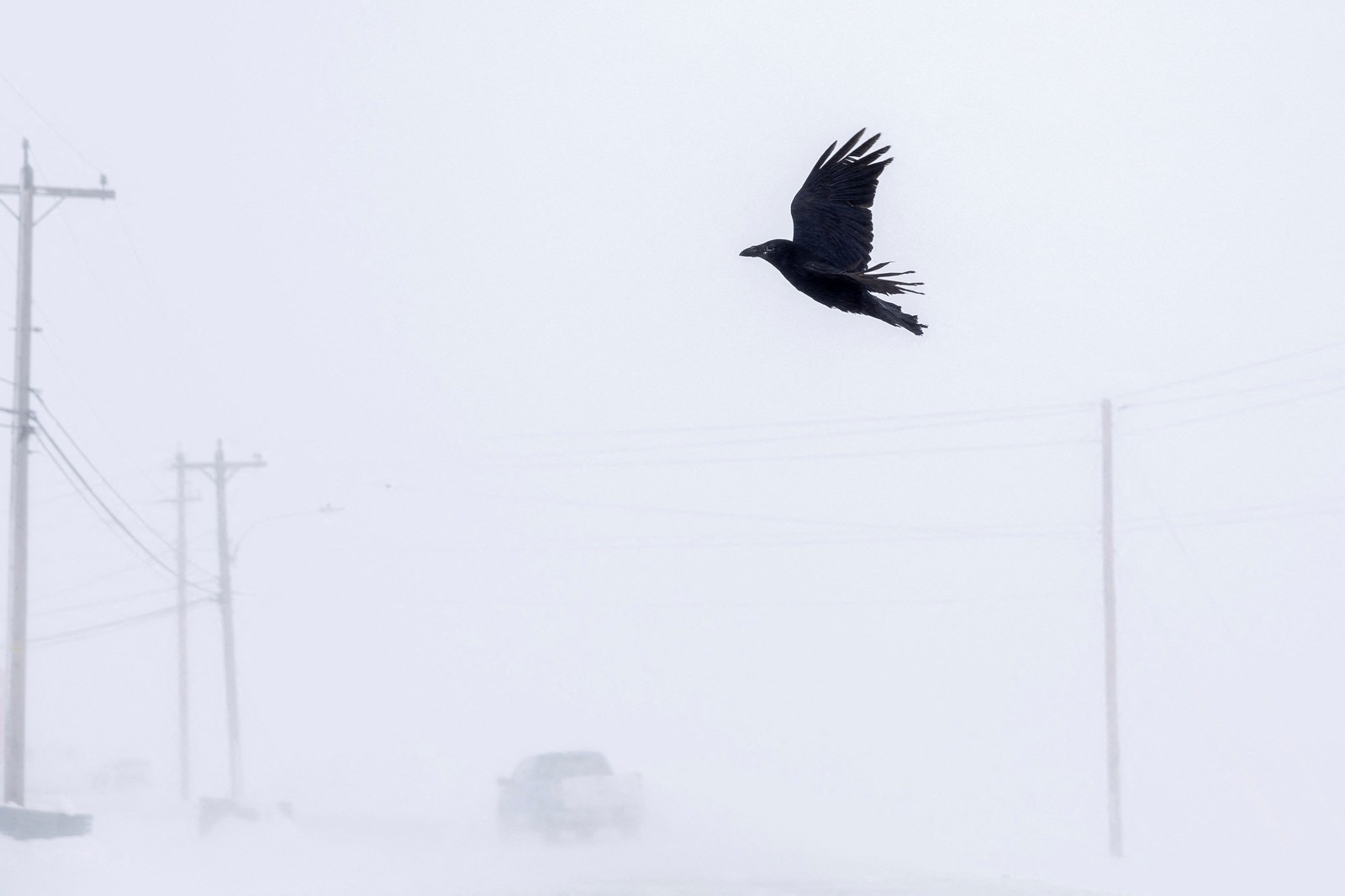 A raven flies through a snowstorm.