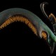 A close view of a beetle's leg