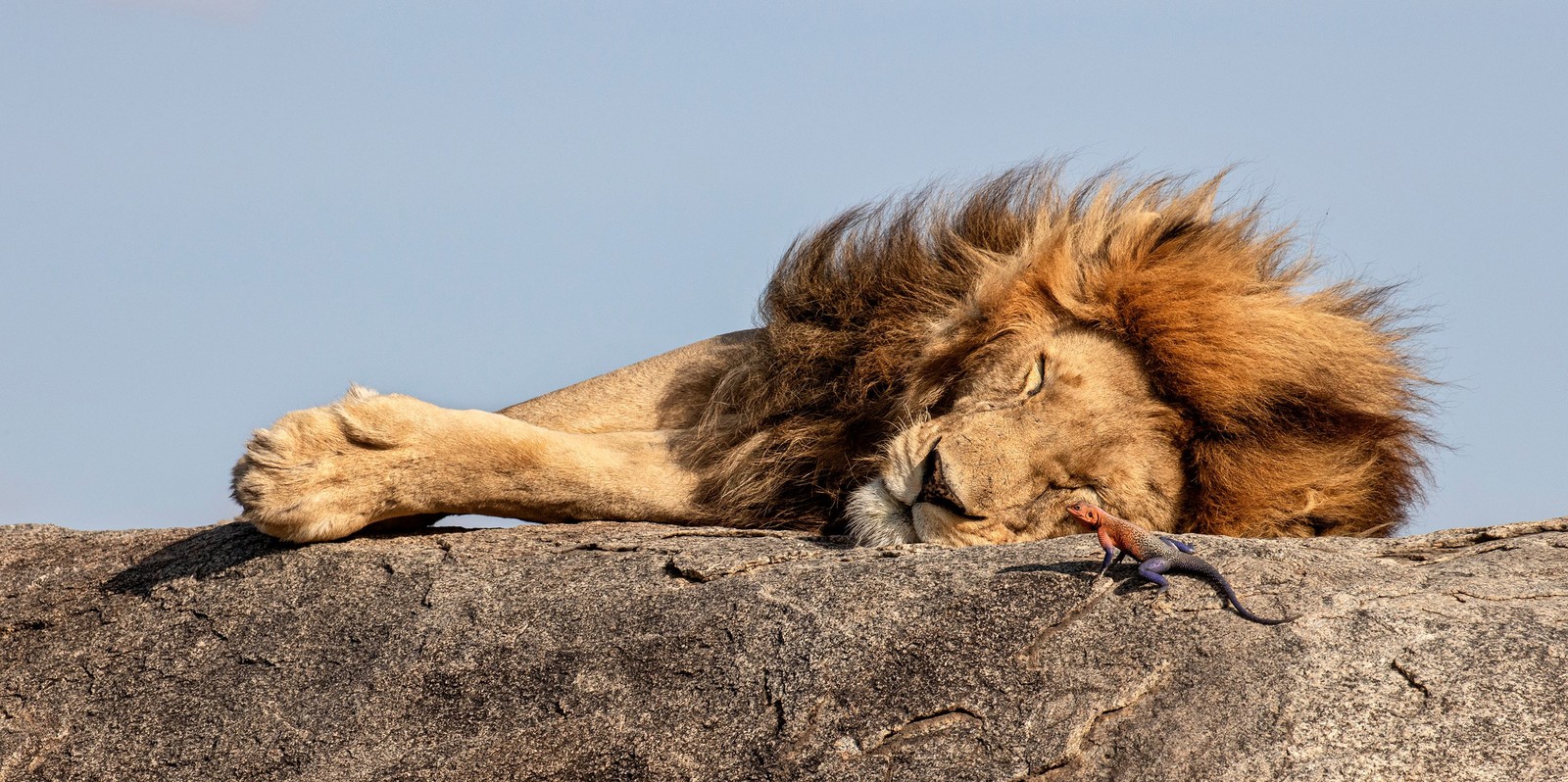 A small lizard stands on a rock beside a much-larger sleeping lion.