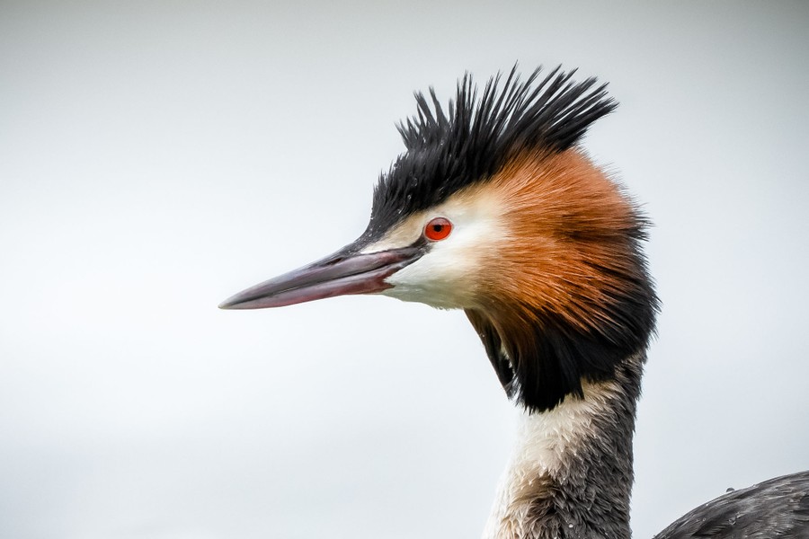 A close view of a great crested grebe