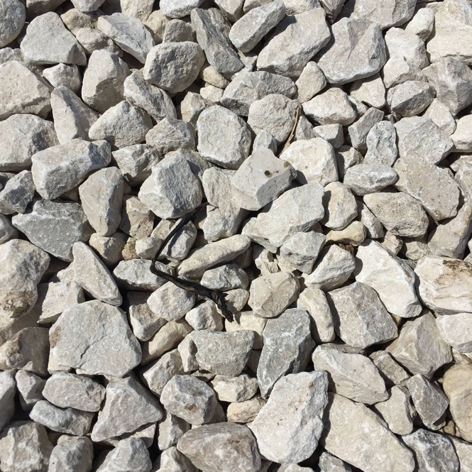 A tiny bat bone hidden among rocks