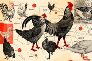 birds over a map of the us
