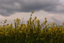 Flowers with ominous clouds in the background.