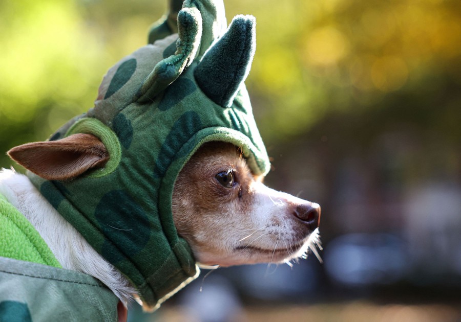 A small dog wears a costume during a parade.