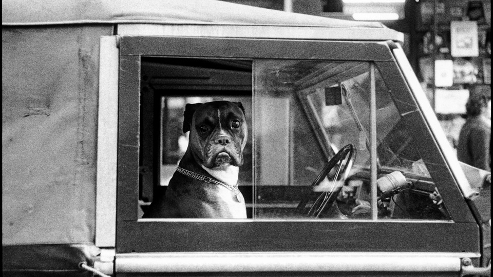 A black-and-white photograph of a boxer dog staring out a car window