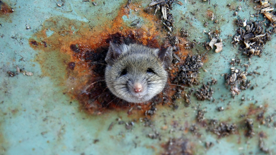 A rat pokes its head out of a hole in a rusted trash can 