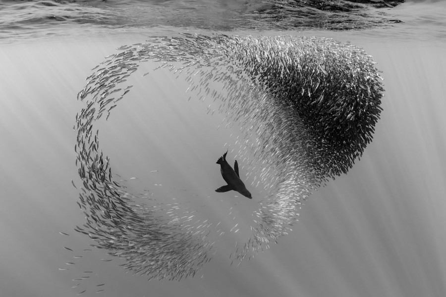 A sea lion swims through the center of a tight ball of sardines that then dart out of reach, leaving a hole.