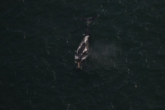 A right whale in the ocean