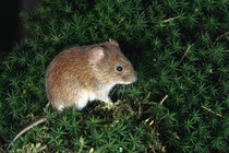 Color photo of an arctic vole resting on small tundra plants