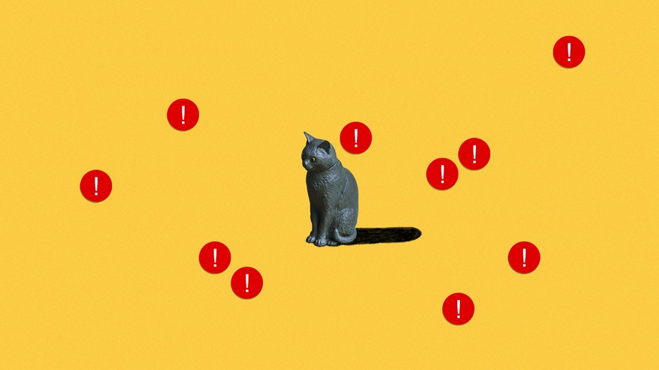 cat with notification badges