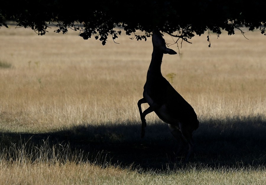 A deer stands on its hind legs, feeding on leaves in the shade beneath a tree.