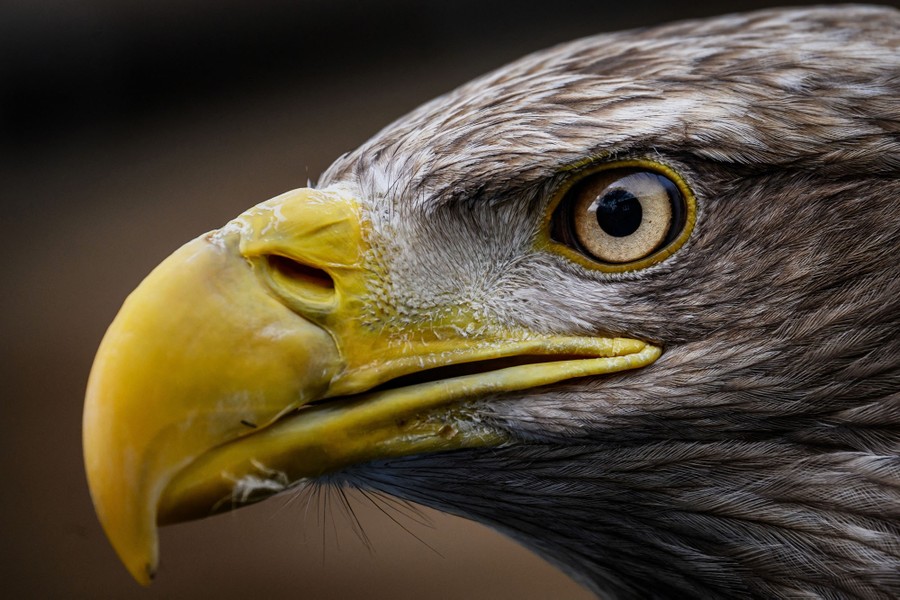 A close view of the face of an eagle