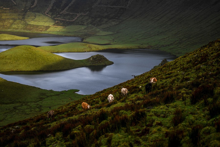 Cows graze on a slope, with hills and lakes visible in a broad crater in the background.